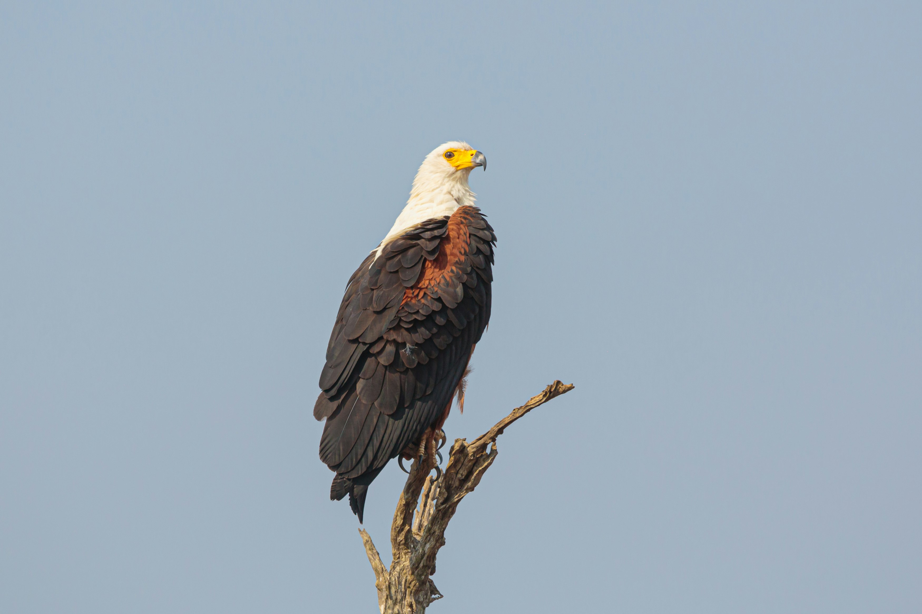 black and white eagle on brown tree branch